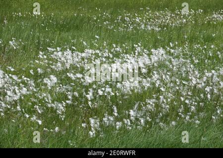 Cotton-grass Eriophorum On A Meadow Stock Photo