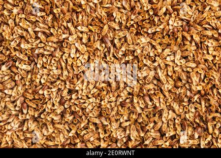 Seeds of Italian corn salad (Valerianella eriocarpa) Stock Photo