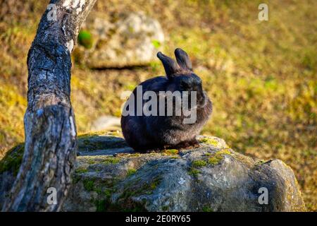 Black rabbit standing on the stone . Hare in the wild nature Stock Photo