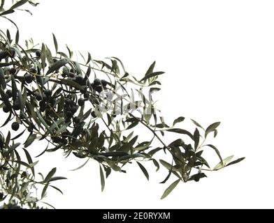 ripe olives on the branch of olive tree Stock Photo - Alamy