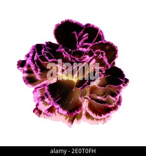 Variegated pink and white carnation flower isolated on black Stock Photo