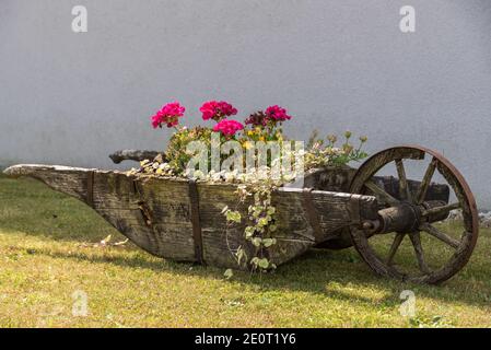 Historic Wooden Wheelbarrow For Planted Garden Decoration Stock Photo