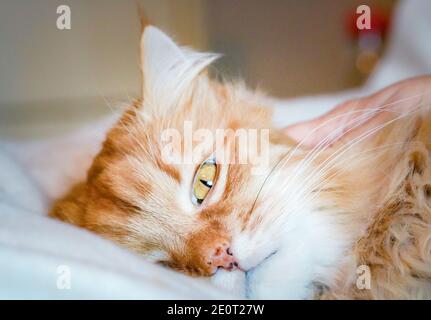 A ginger cat relaxing in bed Stock Photo