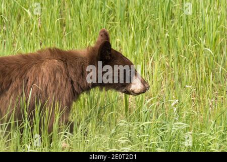 A juvenile Cinnamon bear, a subspecies of the American black bear forages along the Alaska Highway in British Columbia, Canada. Stock Photo