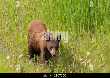 A juvenile Cinnamon bear, a subspecies of the American black bear forages along the Alaska Highway in British Columbia, Canada. Stock Photo