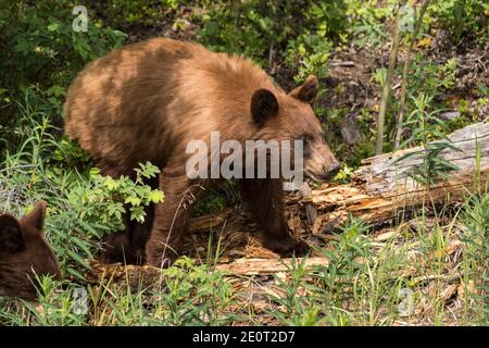 A juvenile Cinnamon bear, a subspecies of the American black bear forages along the Alaska Highway in British Columbia, Canada. Stock Photo