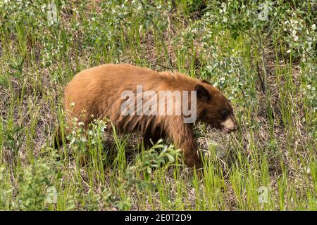 A juvenile Cinnamon bear, a subspecies of the American black bear forages along the Alaska Highway in British Columbia, Canada. Stock Photo