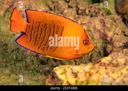 Juvenile Clarion angelfish, Holacanthus clarionensis, San Benedicto Island, Revilligigedos, Mexico.  This species is found in a very small range in th Stock Photo