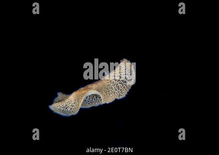 The species of flatworm, Paraplanocera sp. has been known to science for sometime but has yet to be named. It has been seen in the Marshall Islands, t Stock Photo