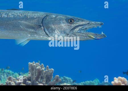 Great barracuda, Sphyraena barracuda, can reach as much as six feet in length. This individual has come close to the reef to be cleaned by an endemic Stock Photo