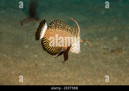 This rockmover wrasse, Novaculichthys taeniourus,  is just coming out of its juvenile phase when it is sometimes referred to as a dragon wrasse, Hawai Stock Photo