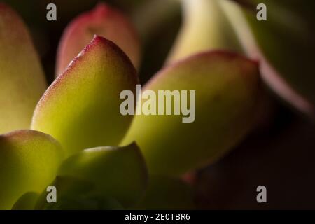 Selective Focus Macro Photo of Echeveria or Afterglow Blades in Backlight. Highlights on Blades. Transparent Vibrant Blades. Stock Photo