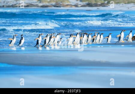 Gentoo Penguins (Pygocelis papua papua) walking on the beach, Sea Lion Island, Falkland Islands, South America