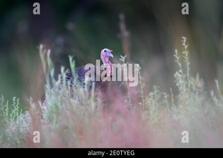 Rio Grande Wild Turkey, Bosque del Apache National Wildlife Refuge, New Mexico, USA. Stock Photo