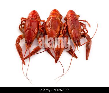 Boiled red crayfish on a white background. Fresh seafood snack. Stock Photo