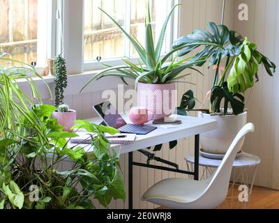 working from home office with pot plants in white room Stock Photo