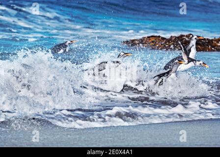 Gentoo penguins (Pygocelis papua papua) jumping out of the water, Falkland Islands, South Atlantic, South America Stock Photo