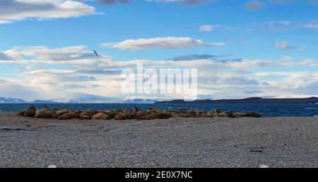 Walruses At Svalbard Coast
