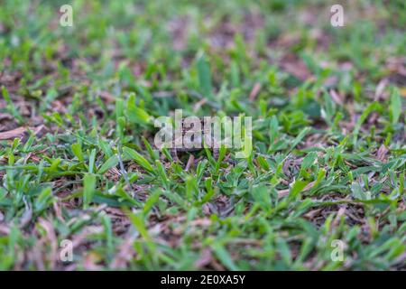 Witty frog sitting on green grass in the park Stock Photo
