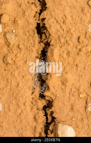 Cricket eggs on the cracked dry earth Stock Photo