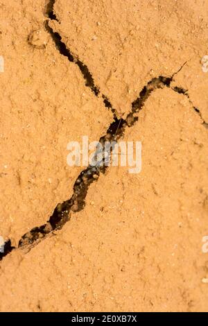 Cricket living on the cracked dry earth Stock Photo