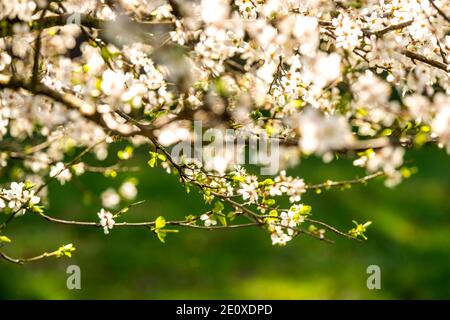Wild Mirabelle Blossom In Springtime Stock Photo