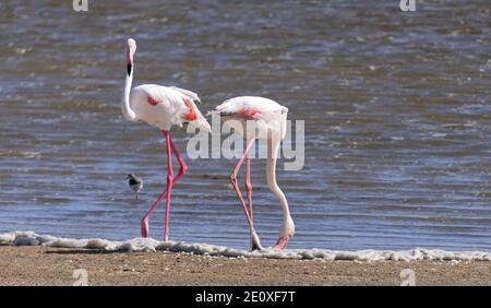 Flamingos Near Walvis Bay, Namibia Stock Photo