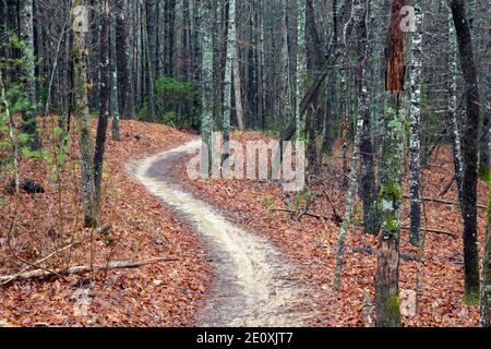 Winding path on Ridgeline Trail in DuPont State Recreational Forest - Cedar Mountain, near Brevard, North Carolina, USA Stock Photo