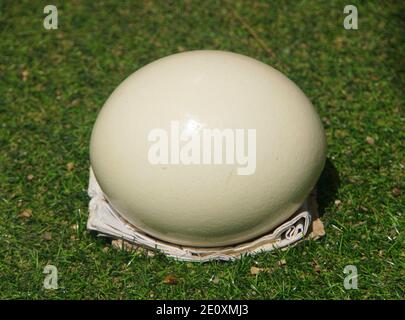 Close up of an ostrich egg on the grass Stock Photo