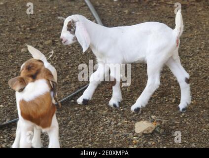 White and brown color of baby goats playing on the ground Stock Photo