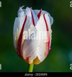 'Carnaval de Rio' Triumph Tulip, Triumftulpan (Tulipa gesneriana) Stock Photo