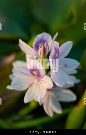 Eichhornia crassipes or white musk flowers or Pontederiaceae in Water Hyacinth Stock Photo
