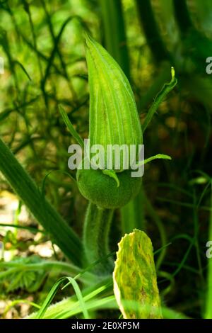Growing a single Pumpkin plant and Pumpkin flower Stock Photo