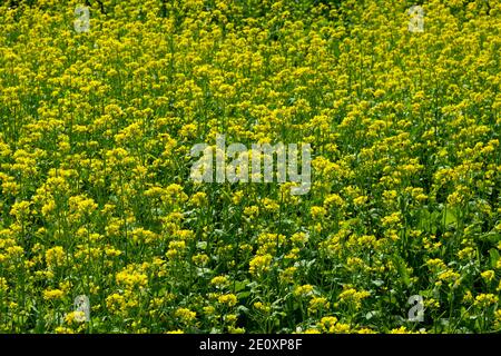 Huge yellow mustard flowers in the biggest place Stock Photo