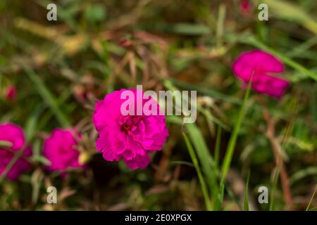 Super hot pink color grass flowers in horticulture center plant Stock Photo