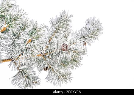 Pine tree branch with cones and hoarfrust or rime and snow on green needles, isolated on white background. Winter seasonal background at hard frosty w Stock Photo