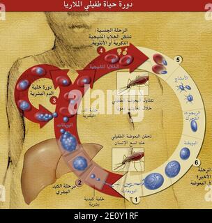 Life Cycle of the Malaria Parasite Stock Photo - Alamy