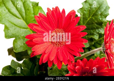 Transvaal daisy (Gerbera hybrida) Stock Photo