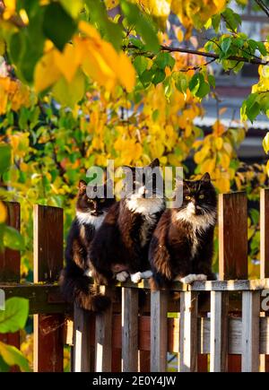 Three black cats sit on a rustic fence and bask in the rays of the autumn sun. Stock Photo