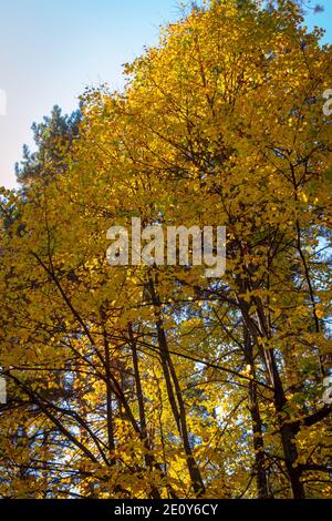 Bright colorful leaves on bushes and trees in the autumn. Stock Photo