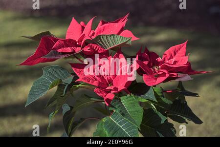a bright red cultivated poinsettia growing in a natural garden setting with a blurred grass and shade background Stock Photo