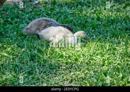 Goose chicks, yellow and gray colored, walking in grass. Selective focus Stock Photo