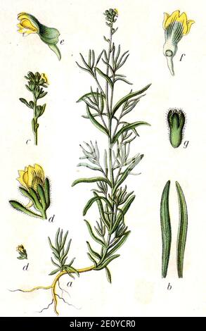 Linarea Simplex Linaria simplex Sturm26 Stock Photo - Alamy