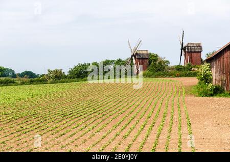 Bean seedlings in rows on the island Oland in Sweden Stock Photo