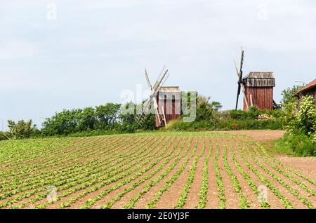 Traditional windmills by a farmers field on the swedish island Oland Stock Photo