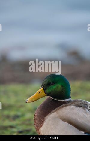 Mallard ducks, Anas platyrhynchos, winter on Martin Mere Lancashire Stock Photo