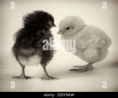 Black and white little chickens on a light background close-up. Stock Photo
