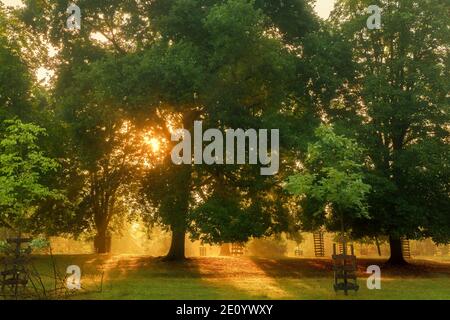 A wonderful warm sunrise on a summer morning. The sun shines through the trees Stock Photo