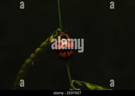 A ladybug crawling on stem of grass Stock Photo