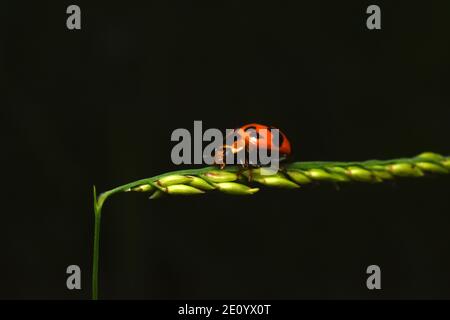 A ladybug crawling on stem of grass Stock Photo